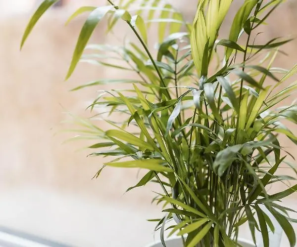 Brown Ball Barrow-in-Furness