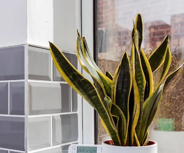 Brown Ball Сasa de vacaciones