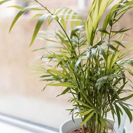 Brown Ball Барроу-ин-Фернесс